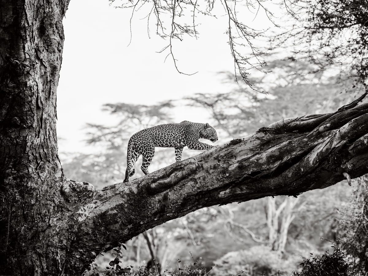Финалист конкурса — Питер Делани, Ирландия. Фото: Sony World Photography Awards 2025