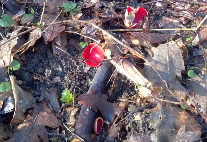 Красные мясные чаши растут на разлагающейся отмершей древесине