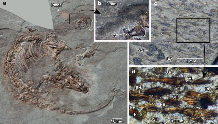 Этот испанский спинолестес (Spinolestes xenarthrosus) сохранился настолько хорошо, что ученые смогли разглядеть пушистую «гриву» в области шеи