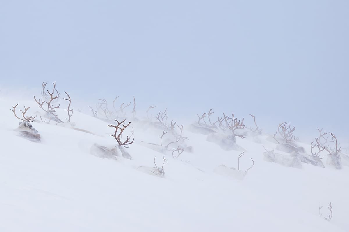 Второе место: «Царство оленей». Фото: Hanneke Van Camp