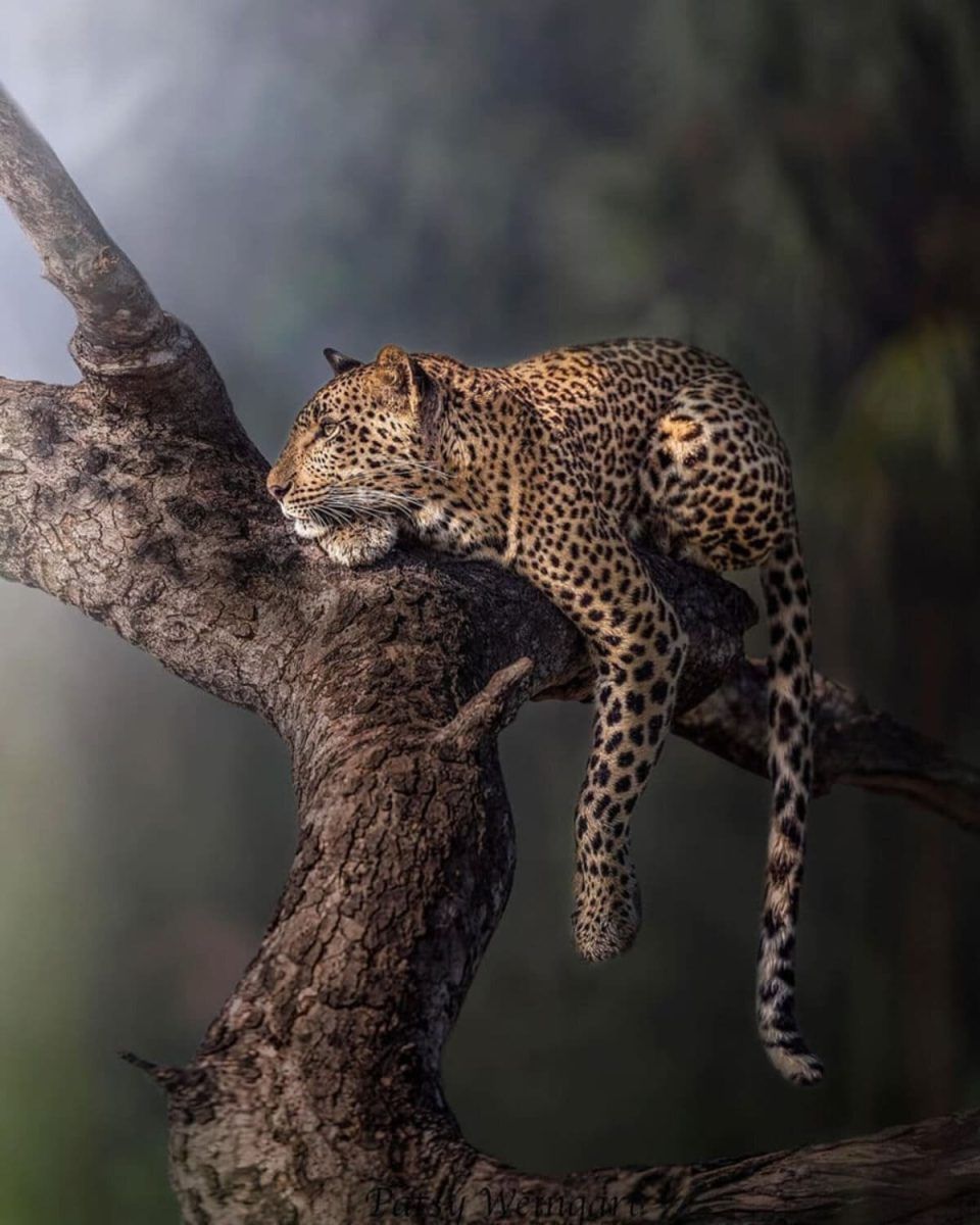 Фото: © pnweingart