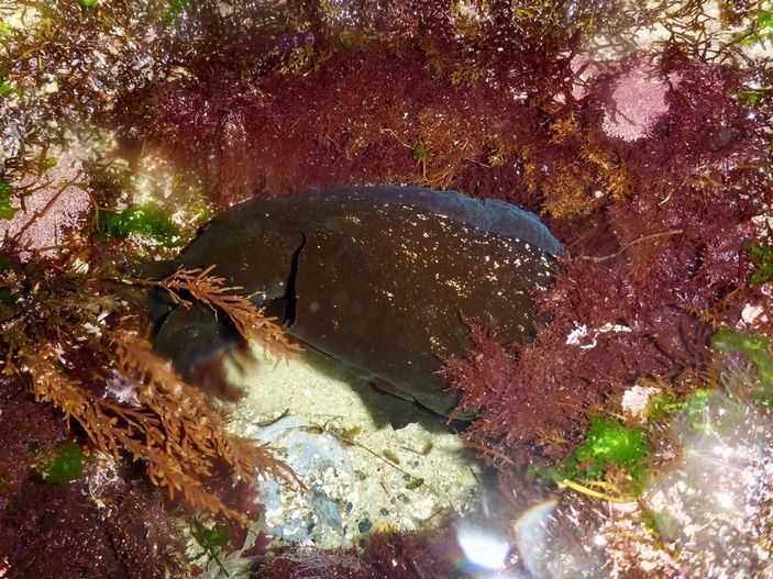 Обычно черные морские зайцы держатся в приливной и сублиторальной зонах, кормясь в зарослях водорослей; если же их застанет отлив, могут какое-то время выживать и вне воды