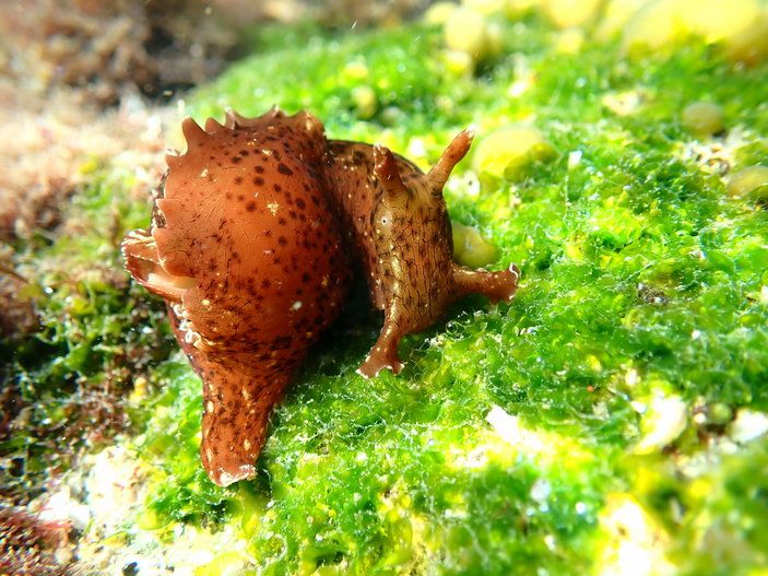 Калифорнийский морской заяц уступает по размерам черному