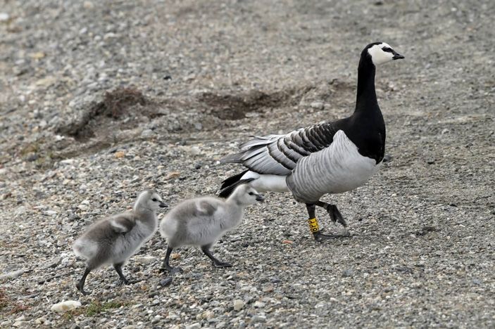 Многим птицам, таким как белощекая казарка (Branta leucopsis), Арктика предоставляет отличные условия для выведения потомства
