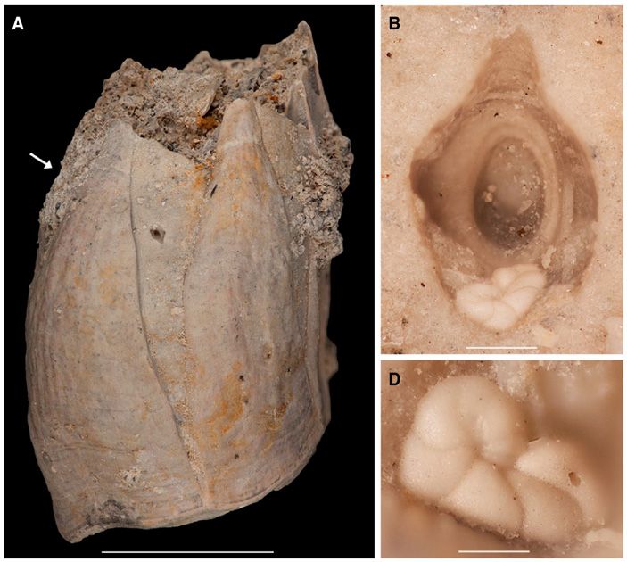 Сверление Oichnus ovalis на панцире усоногого рака Tamiasoma sp. из нижнеплиоценовых отложений США