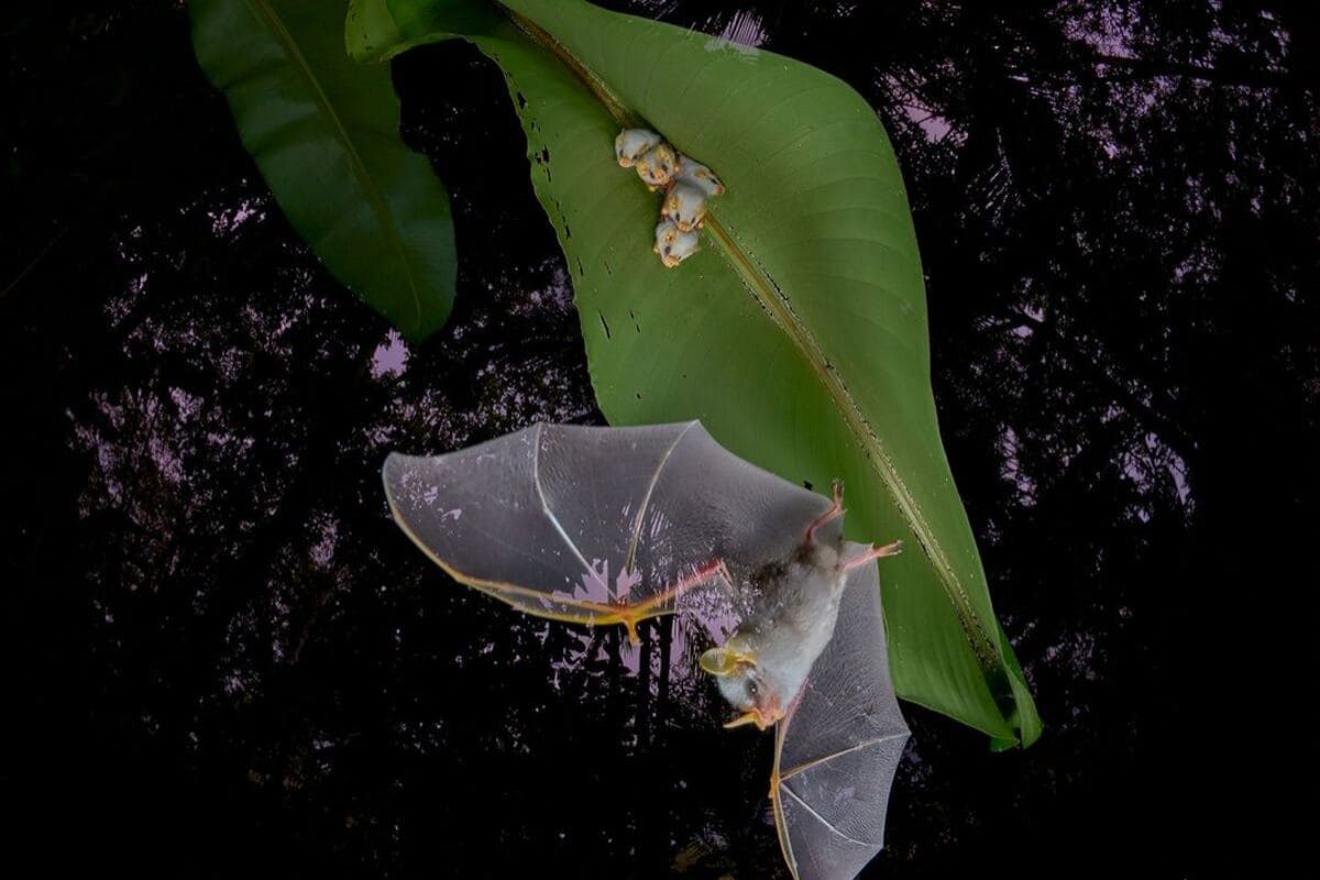Победитель в номинации «Крылатая жизнь»: самка белого листоноса (Ectophylla alba) и ее детеныши. Фото: Dvir Barkay
