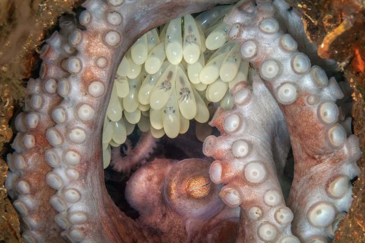 Победитель в номинации «Водная жизнь»: самка карибского рифового осьминога (Octopus briareus) стережет кладку яиц. Фото: Kat Zhou