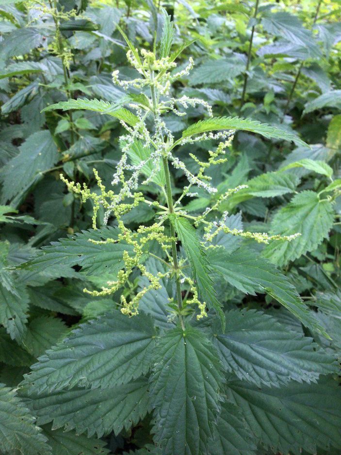 На фото — однодомное растение крапивы двудомной (Urtica dioica).
