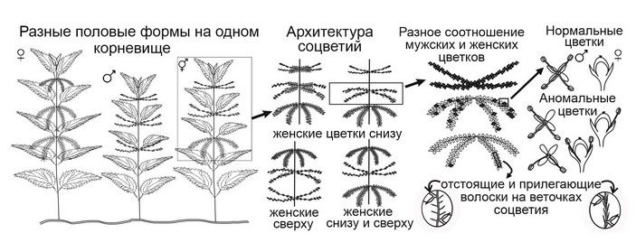 Многообразие отклонений от строгой двудомности у крапивы двудомной