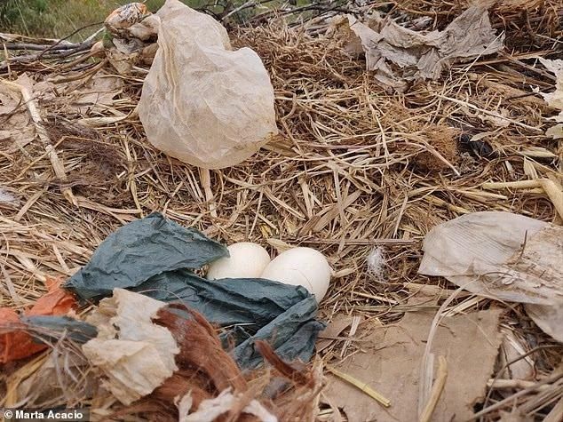 Гнездо белого аиста с яйцами, окруженное пластиком, обертками и другими отходами человеческой деятельности. Фото: Marta Acacio