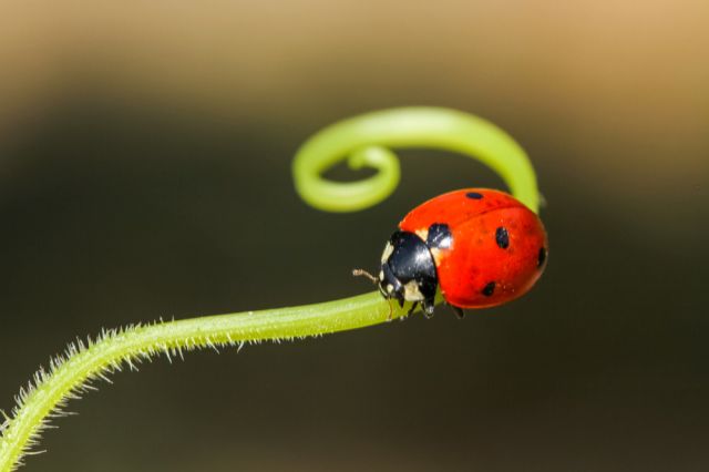 Божья коровка. Фото: shutterstock.com