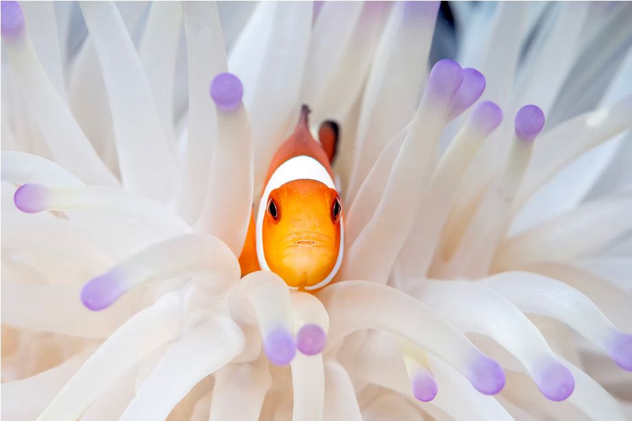 Фото: Paul Eijkemans