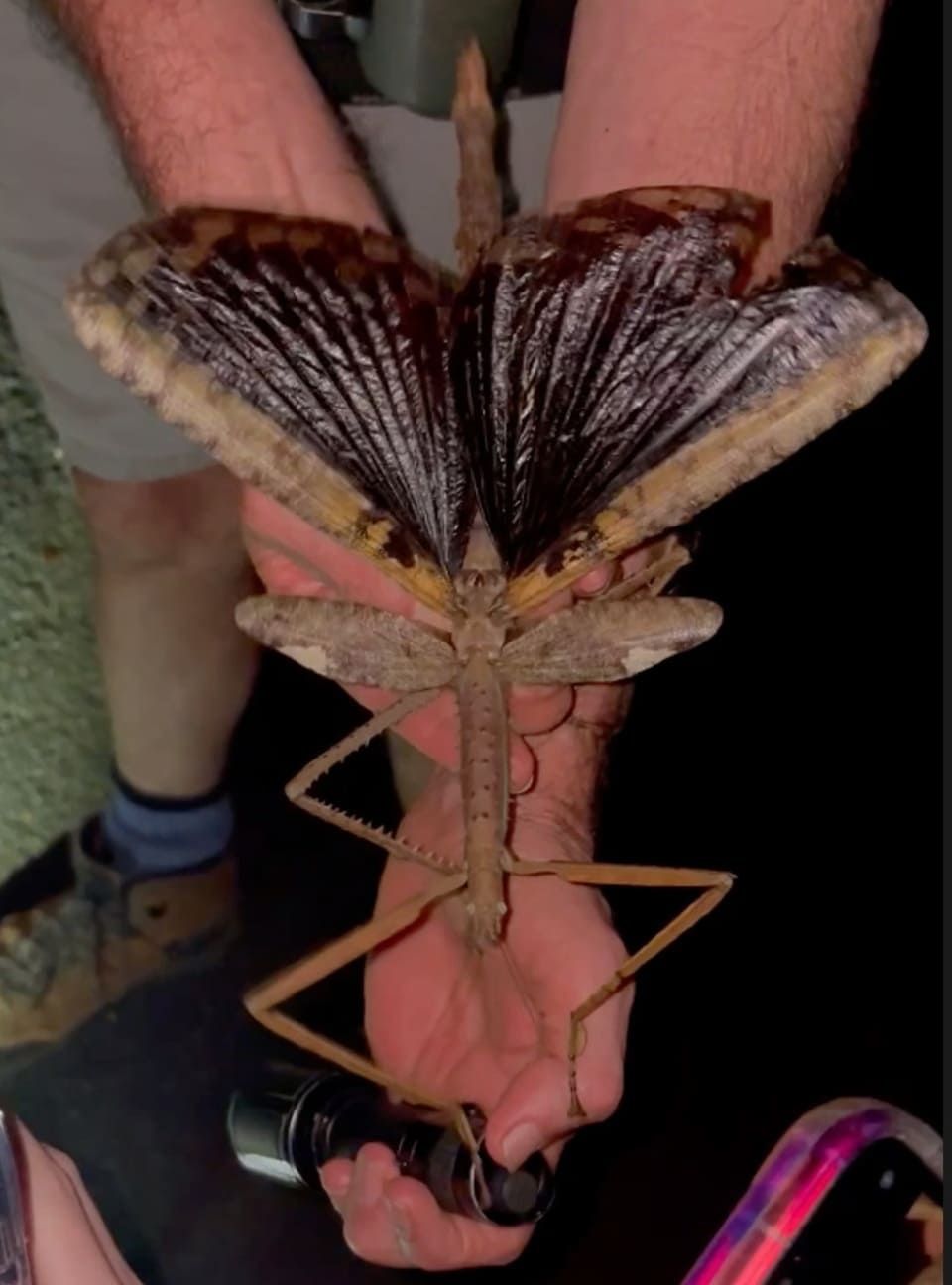 Палочник Acrophylla alta