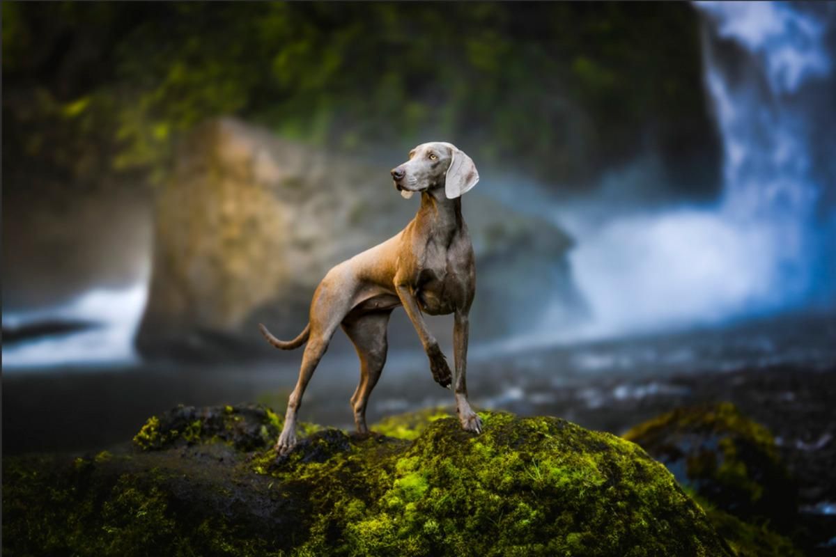 Фото: Marc Ollivier