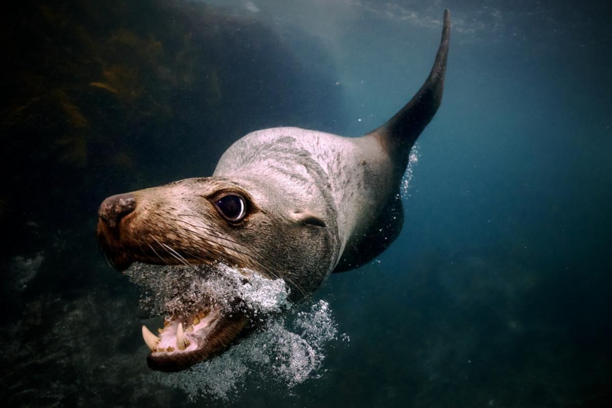 Фото: Maddison Woollard