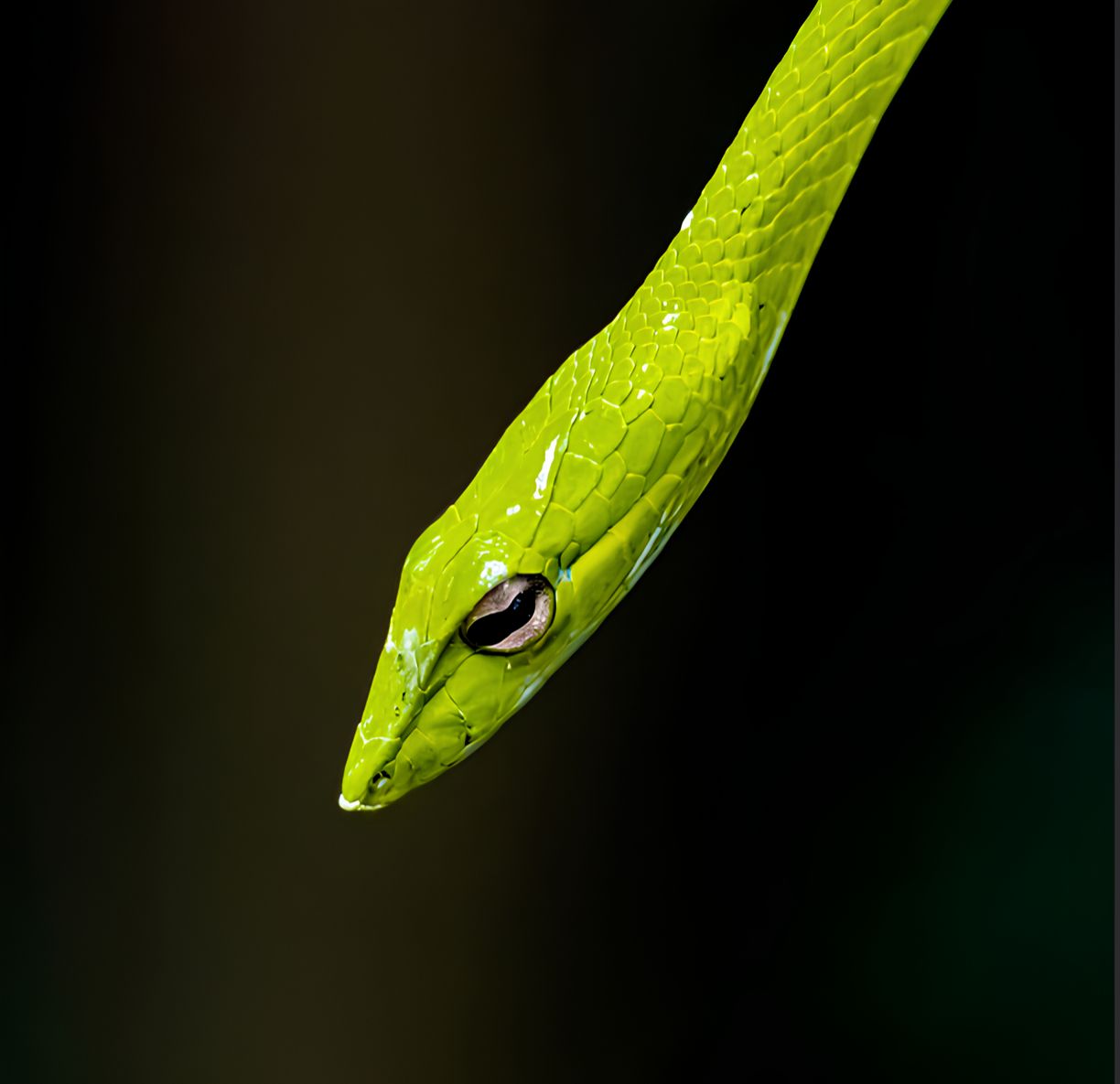 Фото: A. Pires
