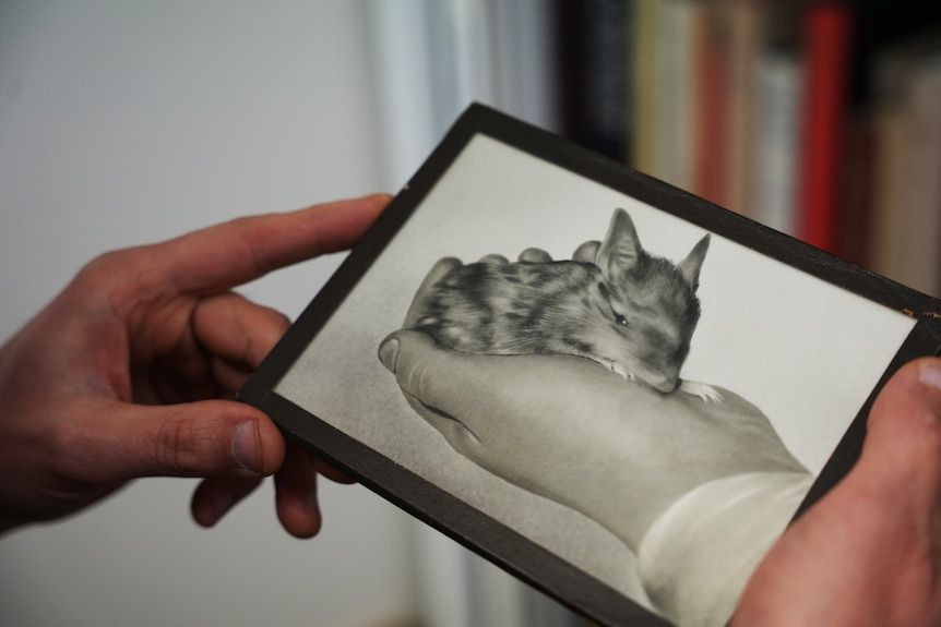 Сильно перерисованная фотография детёныша бабочкового бандикута в руке человека. Возможно, изображение было размыто, и художник добавил детали поверх.