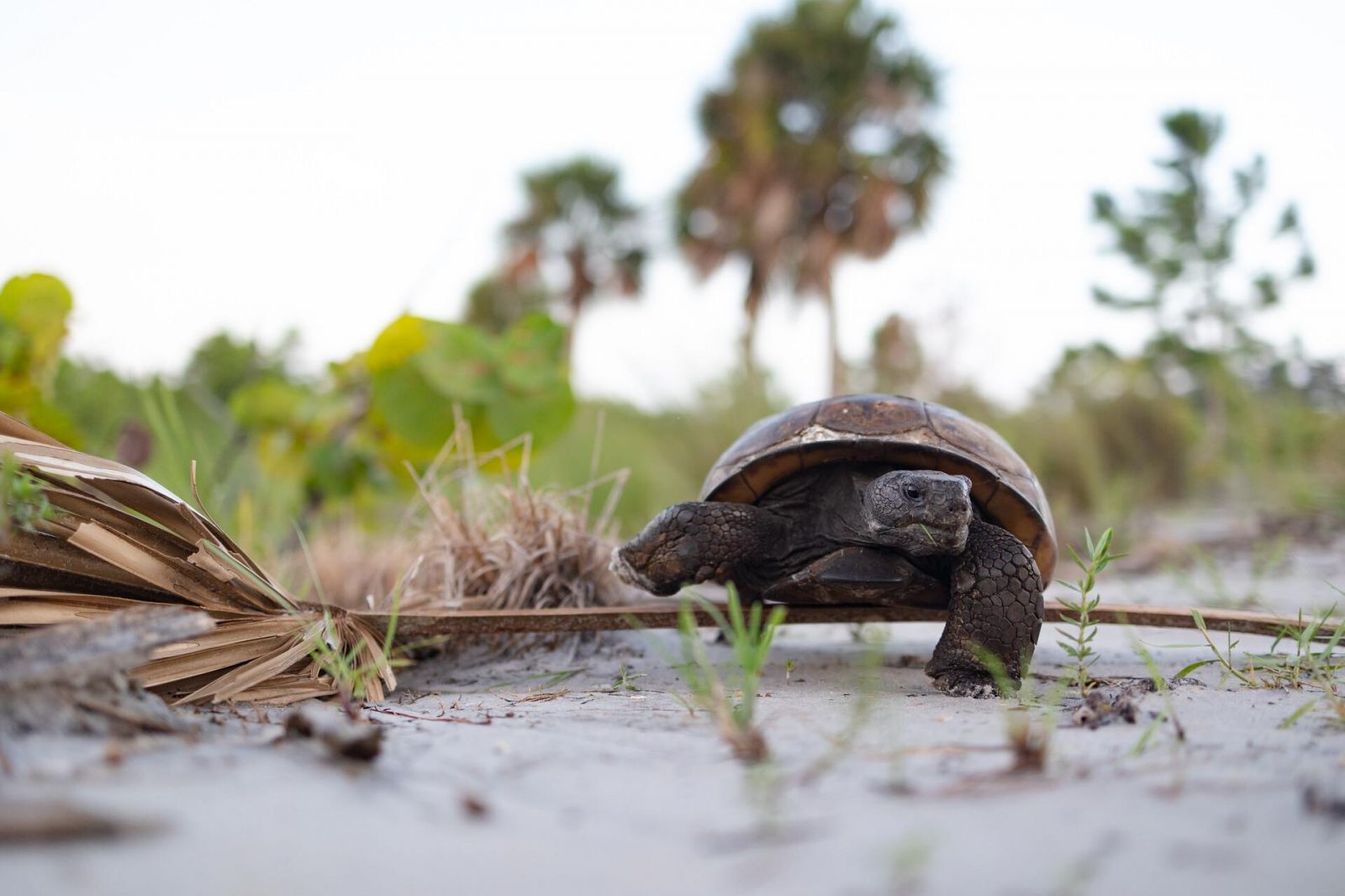 Фото: Florida Wildlife Federation Photo Contest 2025
