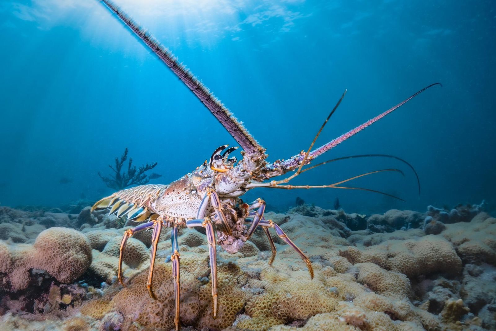 Фото: Florida Wildlife Federation Photo Contest 2025