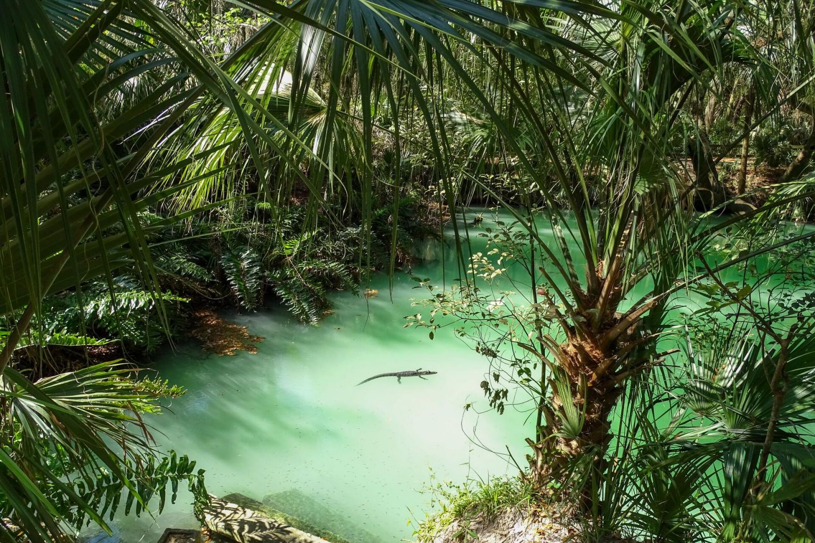 Фото: Kristina Gavigan / Florida Wildlife Federation Photo Contest 2025