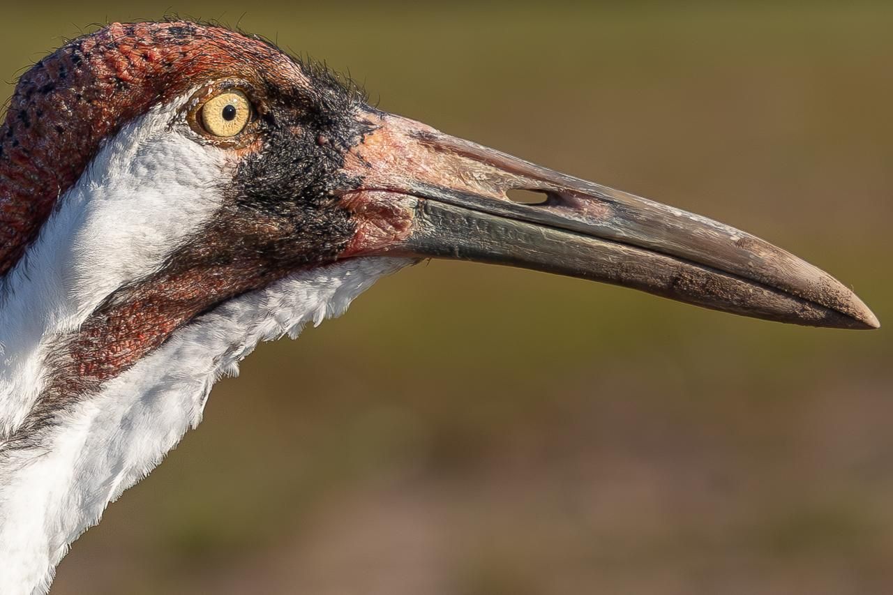 Фото: Lizzi Fricker / Florida Wildlife Federation Photo Contest 2025