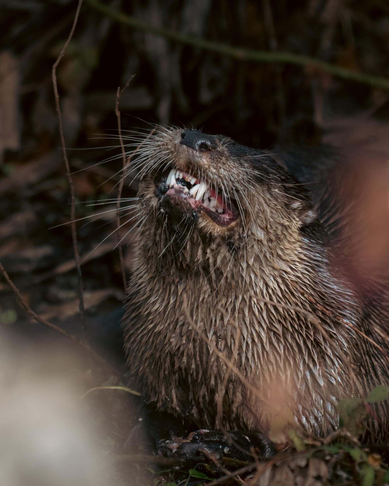 Фото: Florida Wildlife Federation Photo Contest 2025