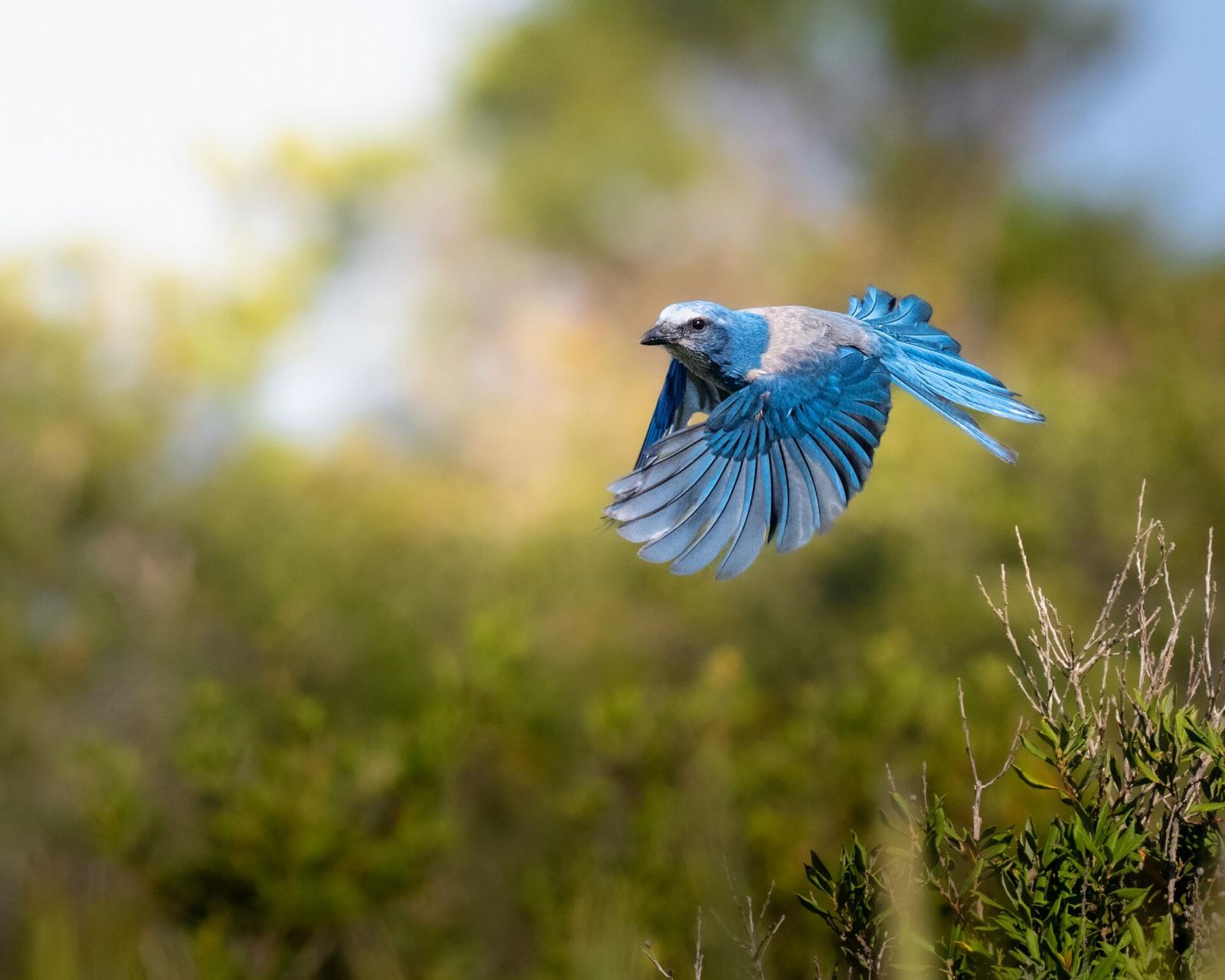 Фото: Marcos Rodriguez / Florida Wildlife Federation Photo Contest 2025