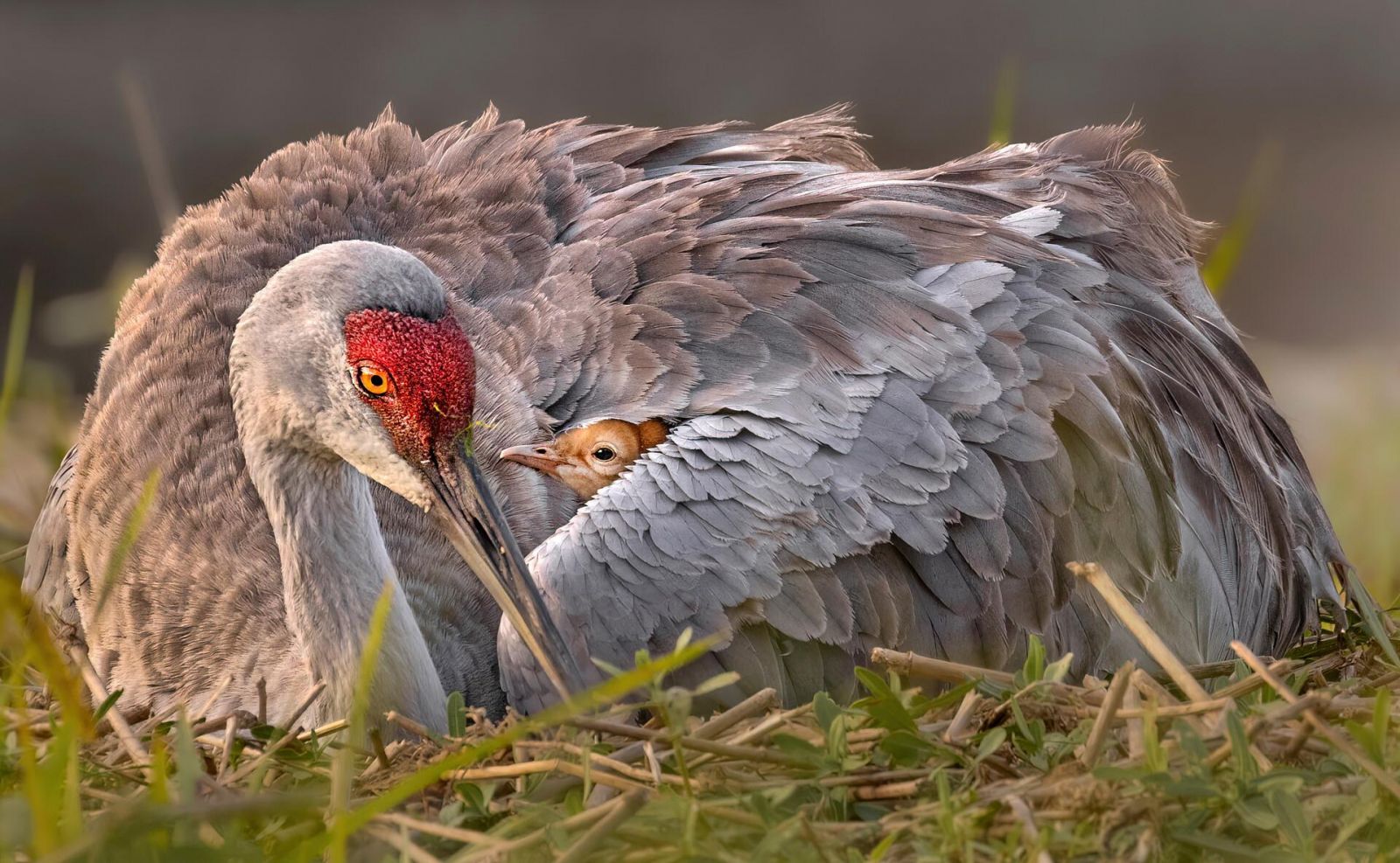 Фото: Robert Gloeckner / Florida Wildlife Federation Photo Contest 2025