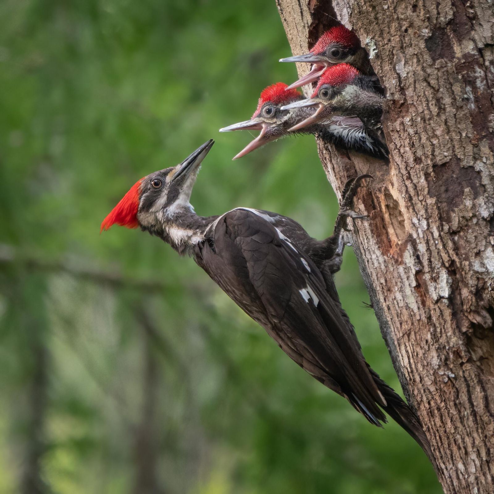 Фото: Mark Schocken / Florida Wildlife Federation Photo Contest 2025