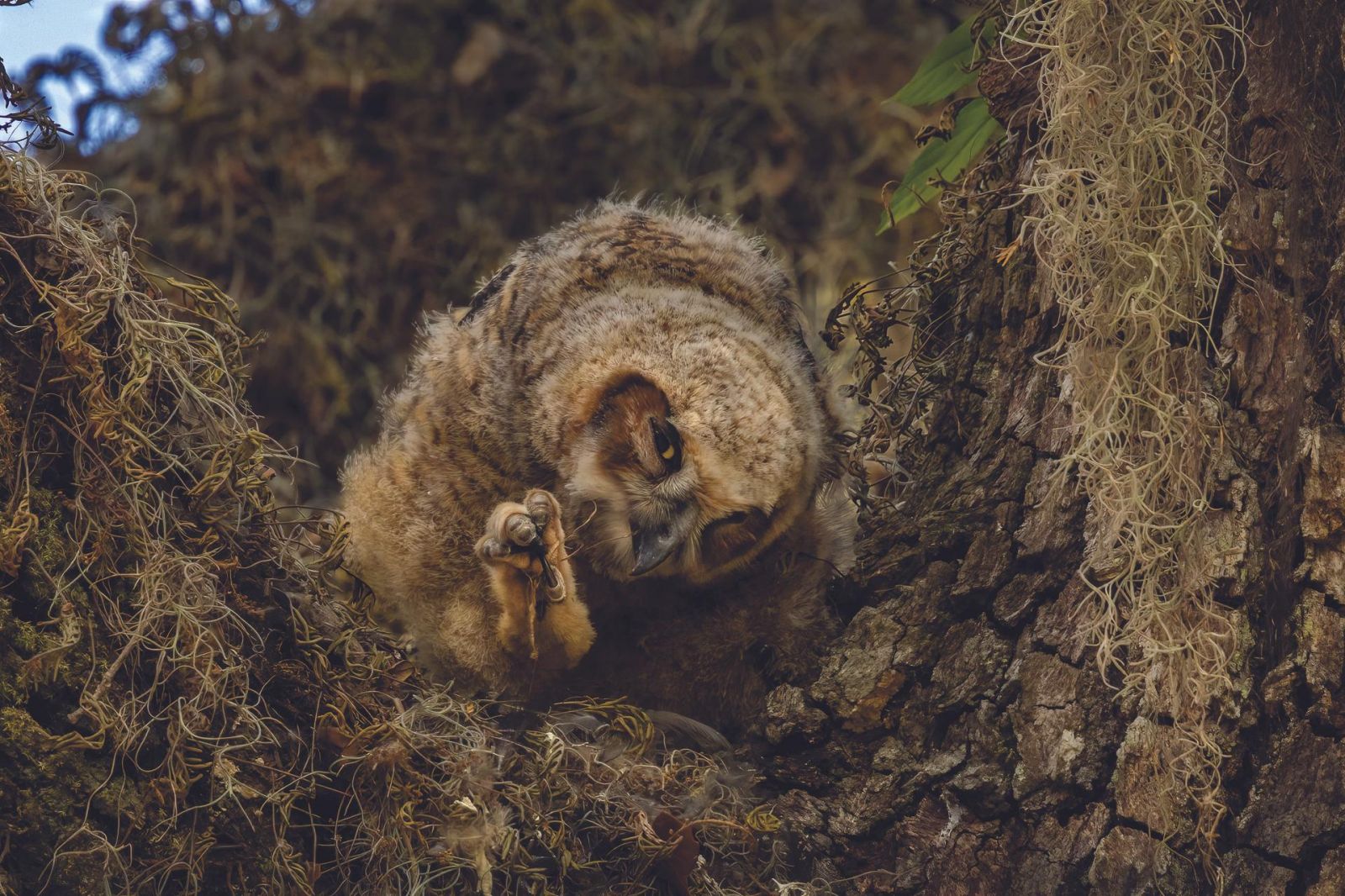 Фото: Elizabeth Phillips / Florida Wildlife Federation Photo Contest 2025