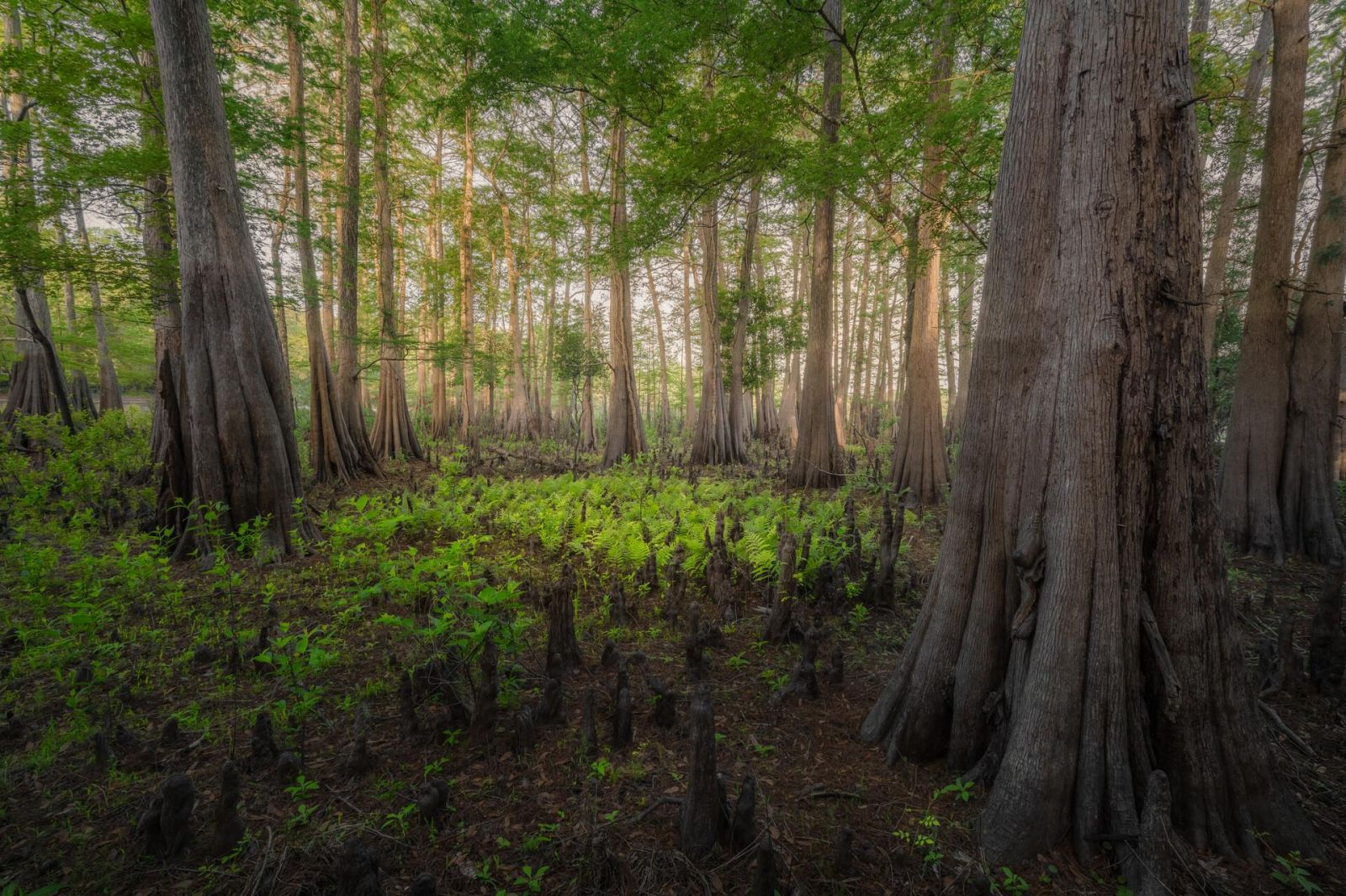 Фото: Don Pelliccia / Florida Wildlife Federation Photo Contest 2025