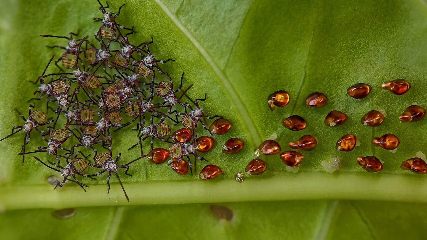 Фото: Sritam Kumar Sethy