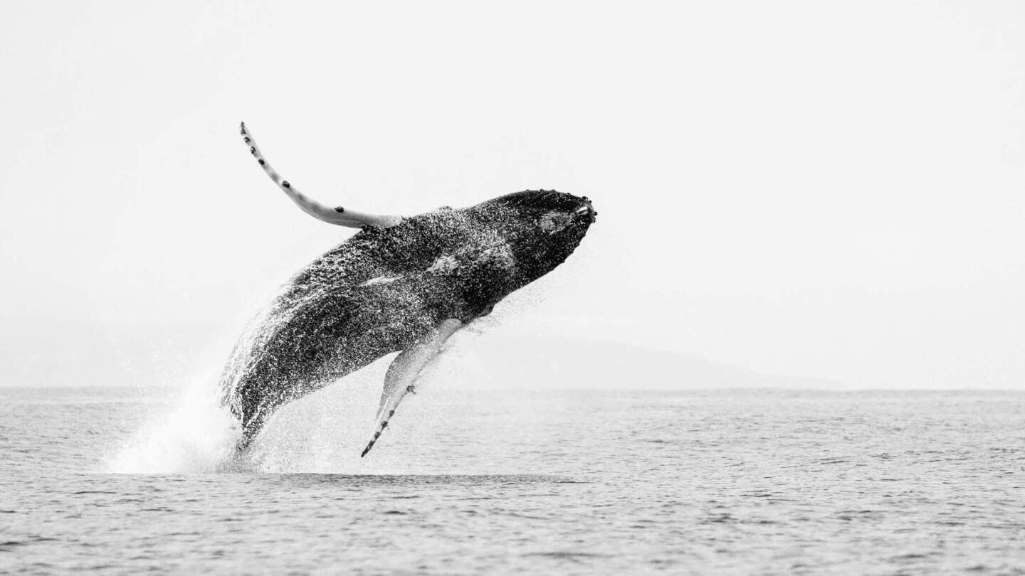 Фото: Alwin Hardenbol