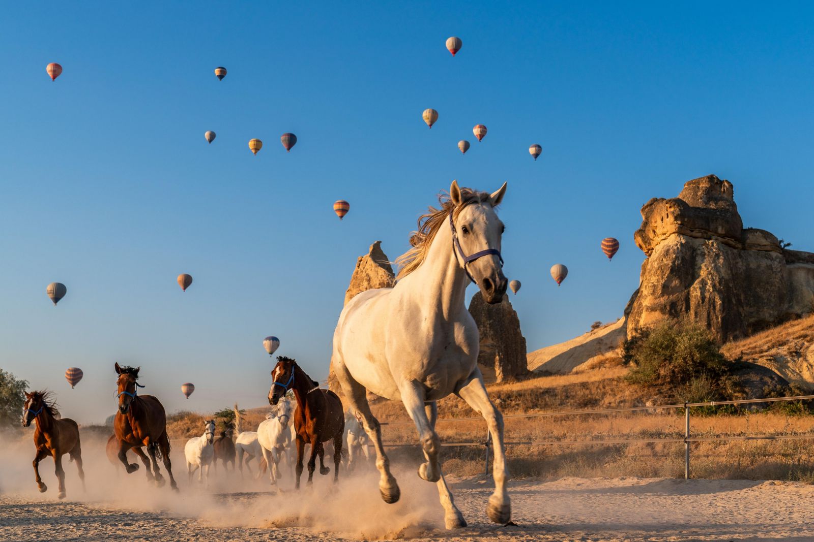 Фото: Serkan Dogus