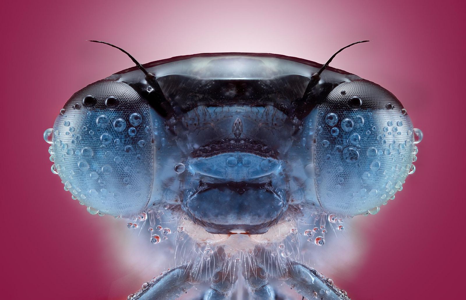 Фото: Pedro Luis Ajuriaguerra Saiz