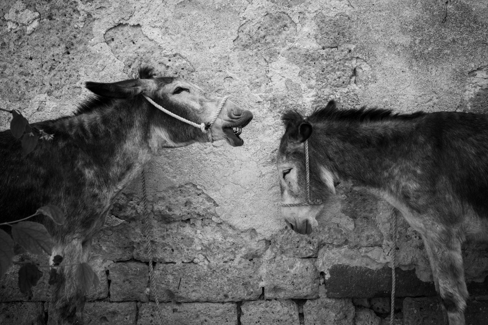 Фото: Sara Sterpa