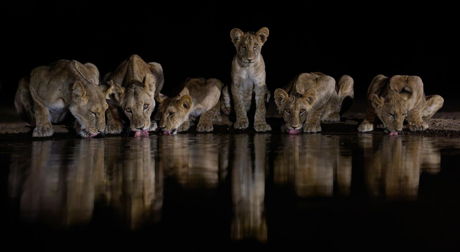 Фото: Wayne Sorensen