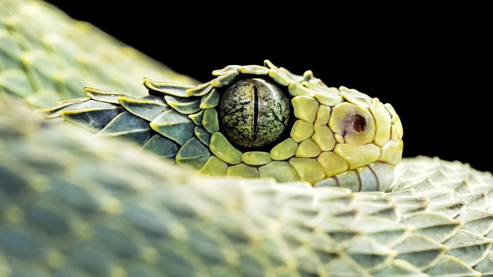 Фото: Roy Egloff