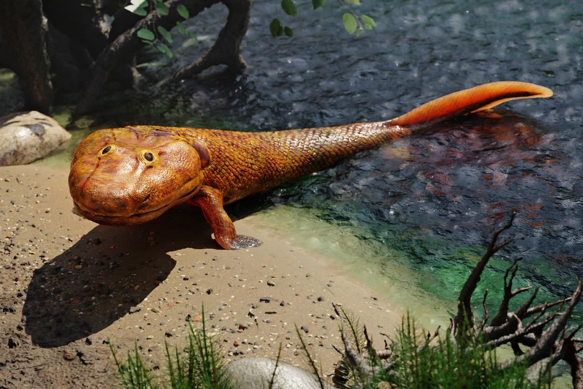 Реконструкция внешнего вида лопастеперой рыбы Tiktaalik, возможно, умевшей выглядывать из воды