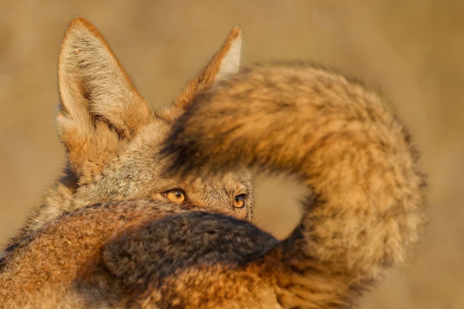 Фото: Parham Pourahmad / WPOTY 2025