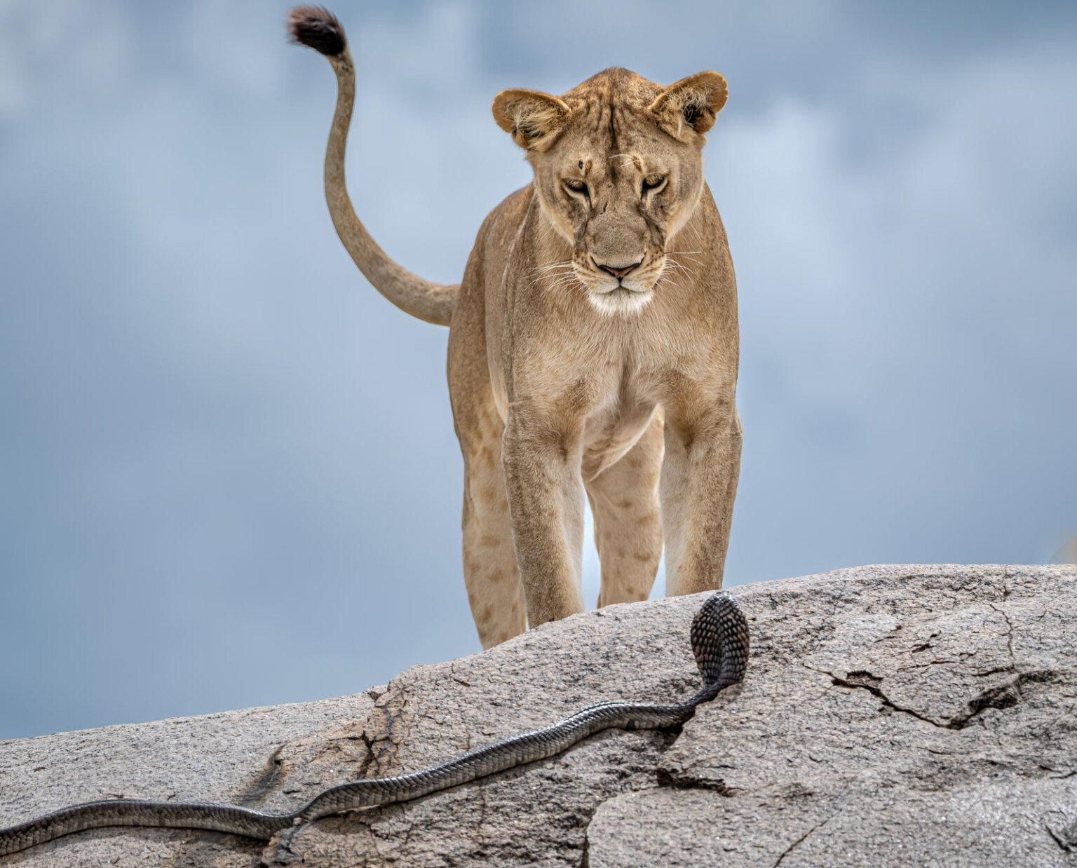 Фото: Gabriella Comi / WPOTY 2025