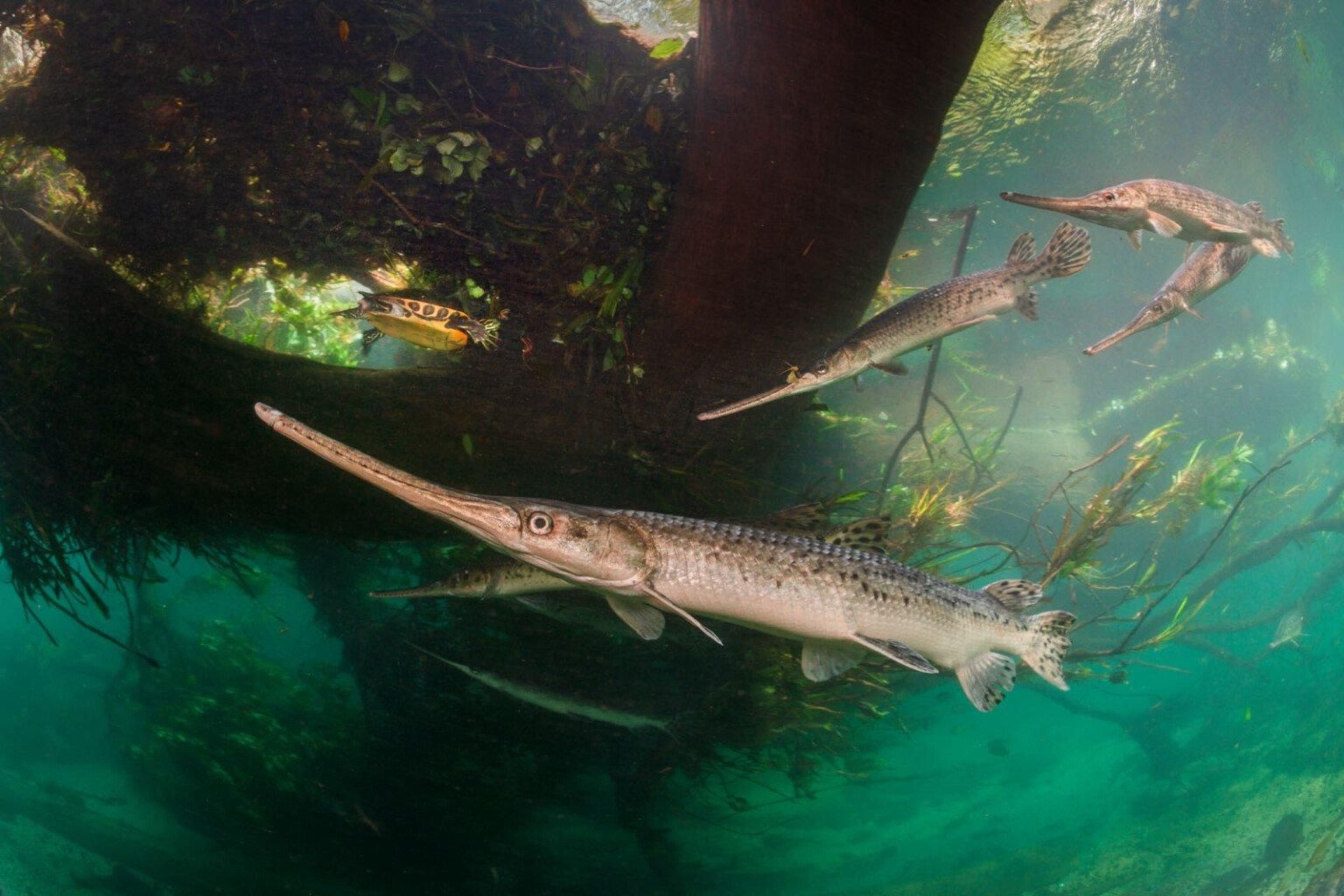 Фото: Isaac Szabo / WPOTY 2025