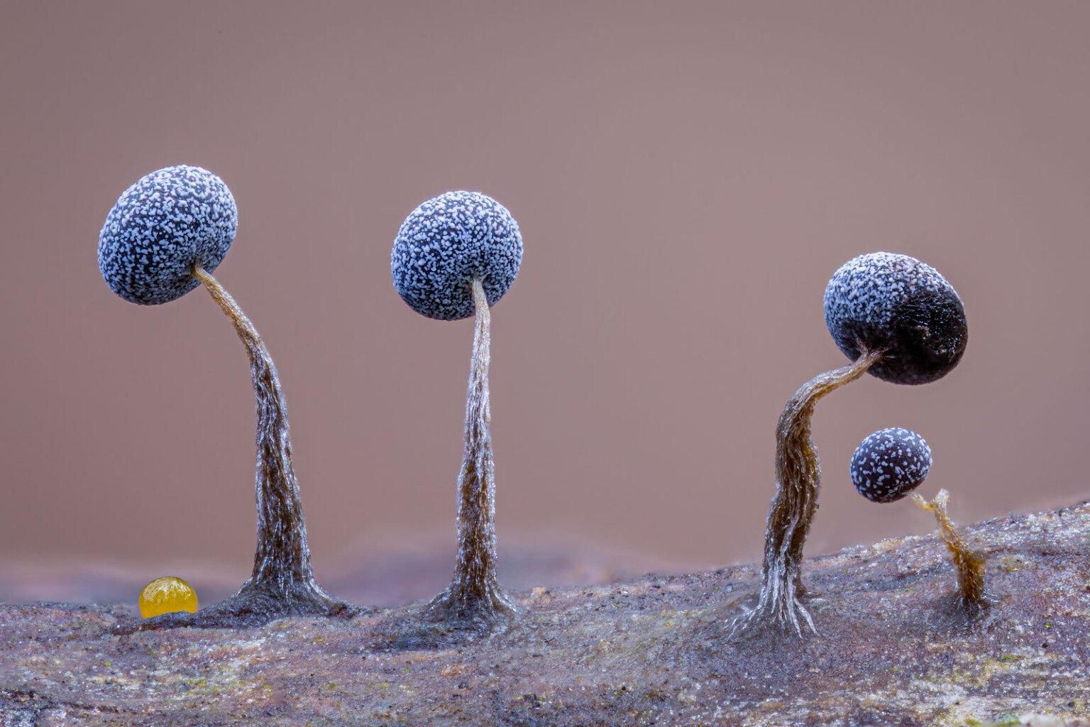 Фото: Kutub Uddin / WPOTY 2025