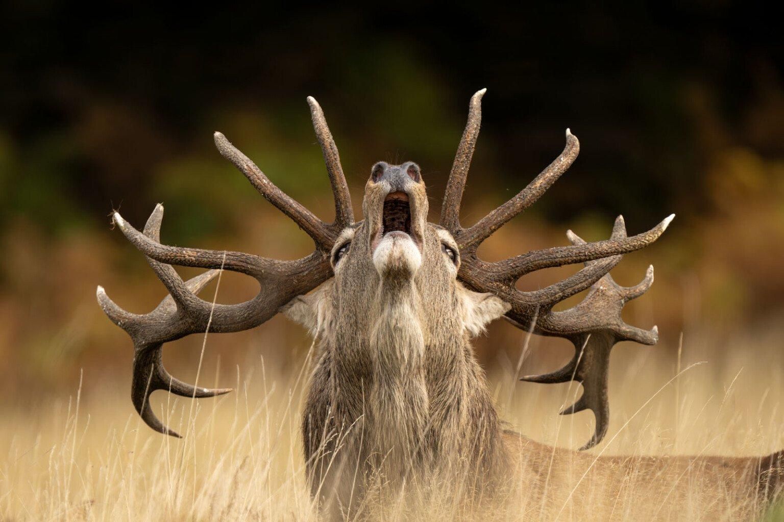 Фото: Jamie Smart / WPOTY 2025