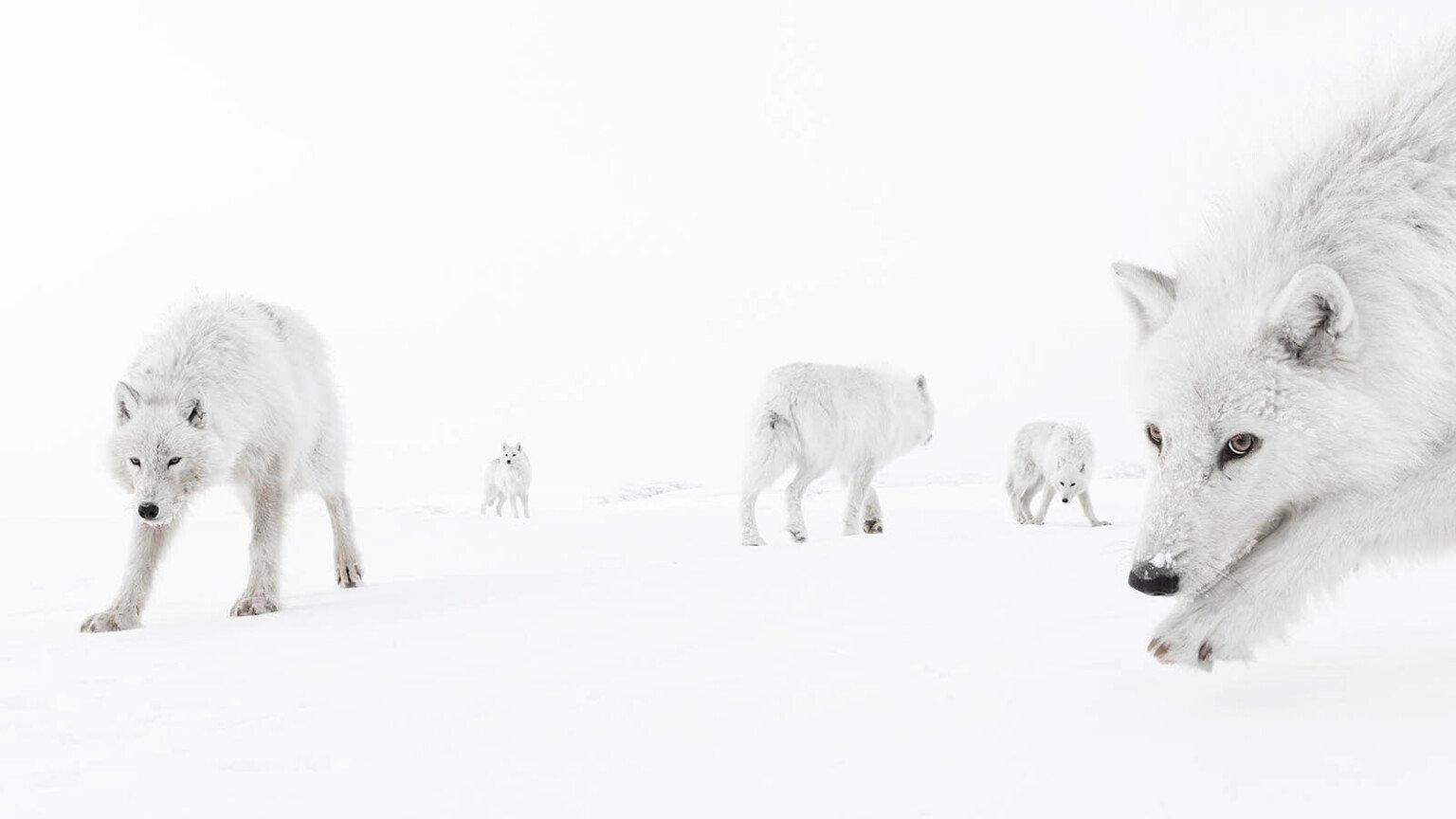 Фото: Amit Eshel / WPOTY 2025