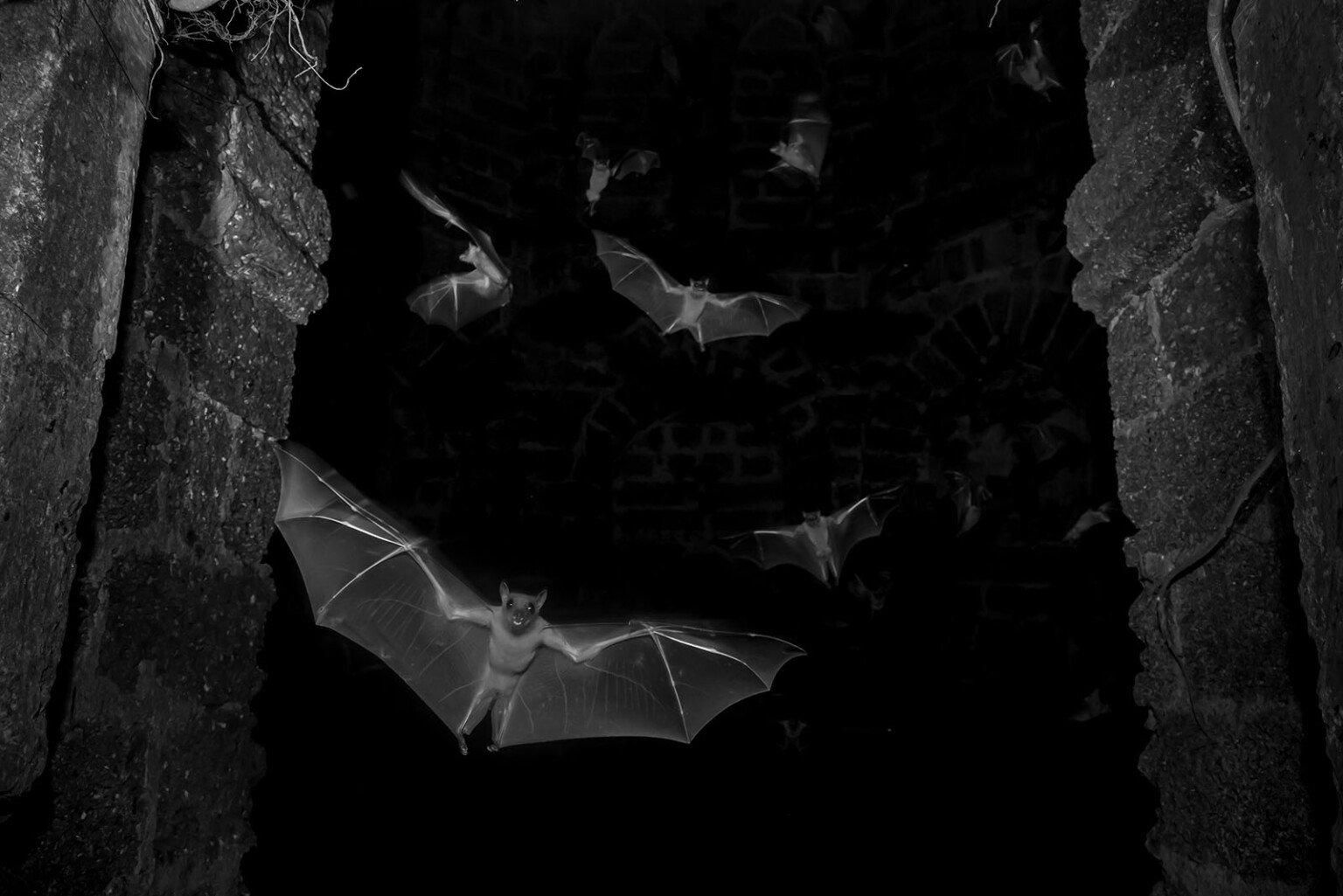 Фото: Sitaram Raul / WPOTY 2025