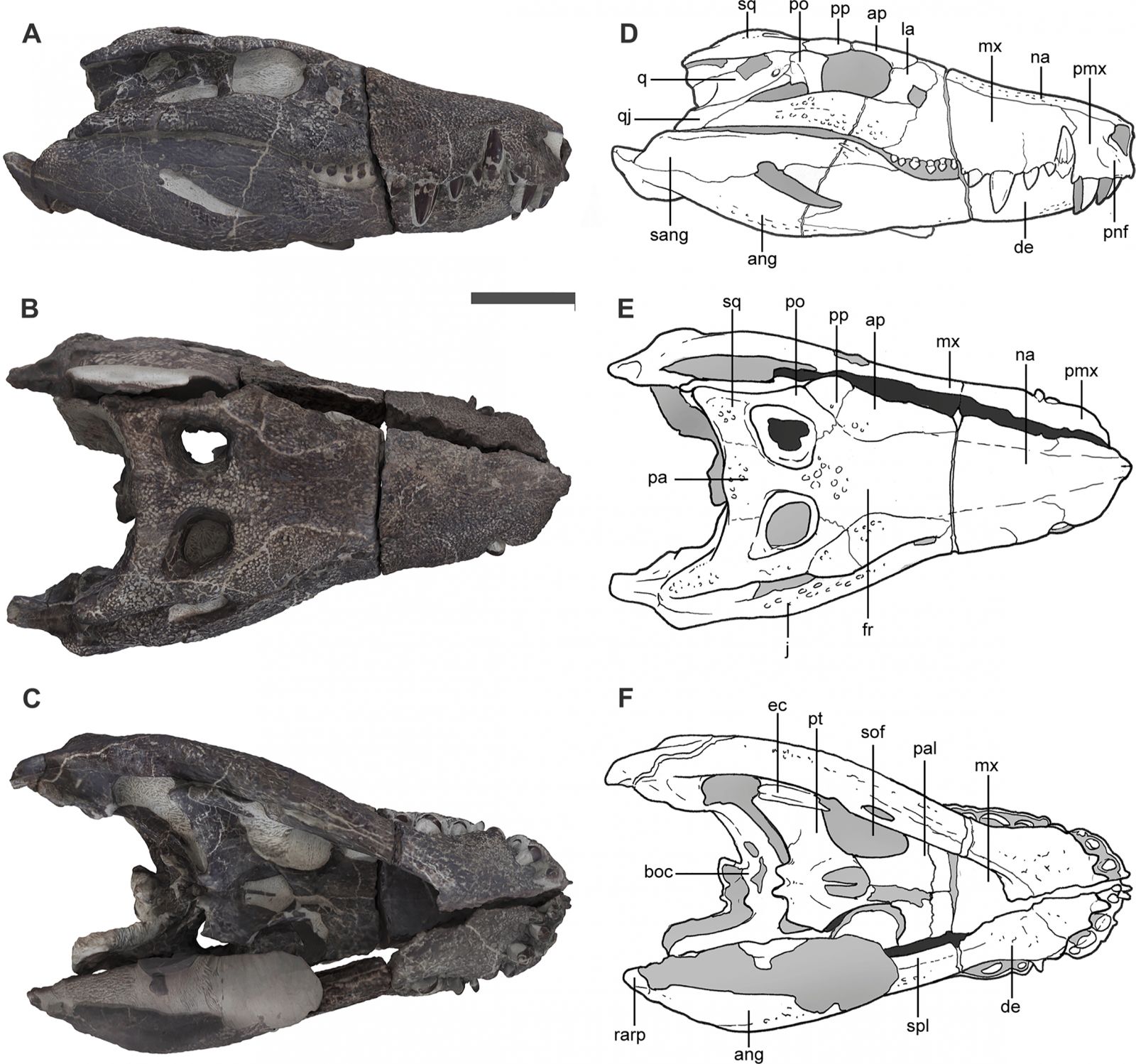 Череп и челюсть Kostensuchus atrox