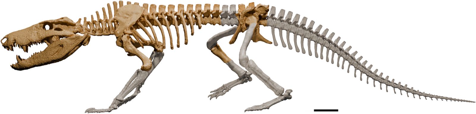 Скелетная реконструкция Kostensuchus atrox.