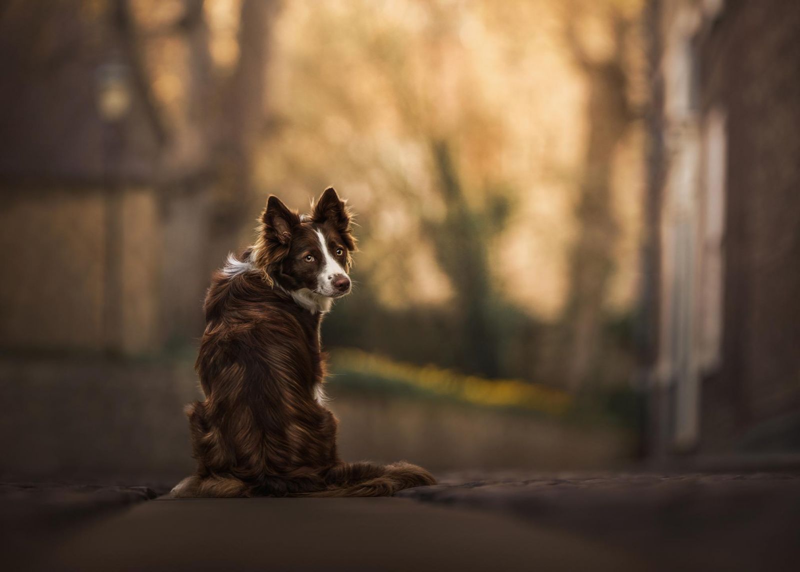 Фото: Frankie Adamson