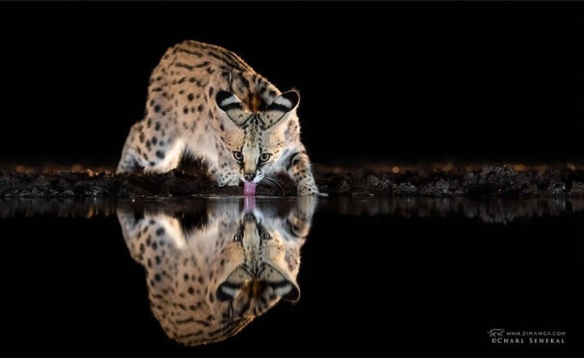 Африканский дикий кот. Фото: Charl Senekal